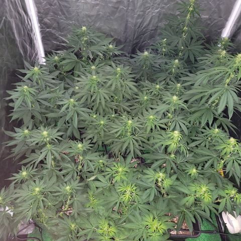 Cream caramel  growlog timeline photo