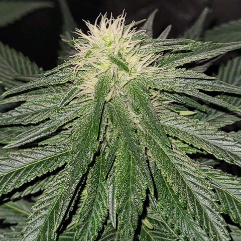 Cream caramel  growlog timeline photo