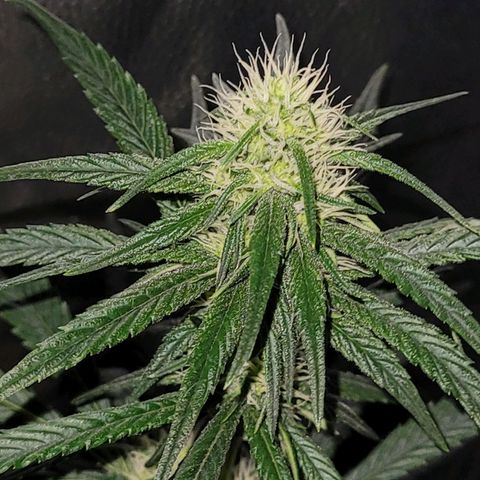 Cream caramel  growlog timeline photo
