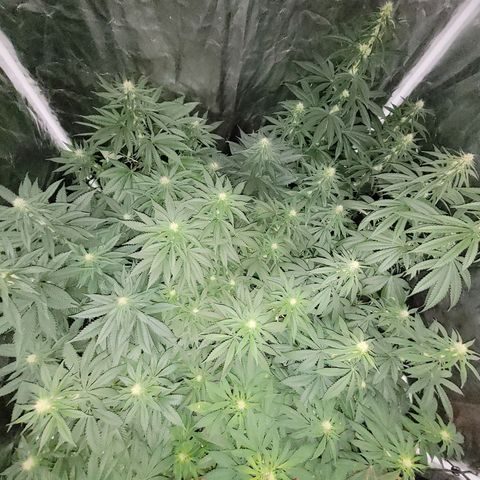 Cream caramel  growlog timeline photo