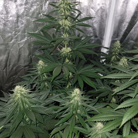 Cream caramel  growlog timeline photo