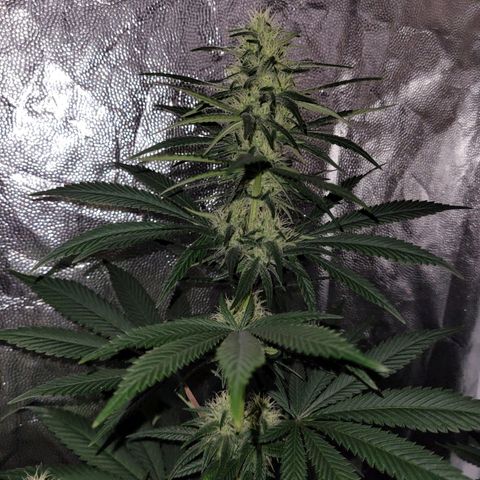 Cream caramel  growlog timeline photo