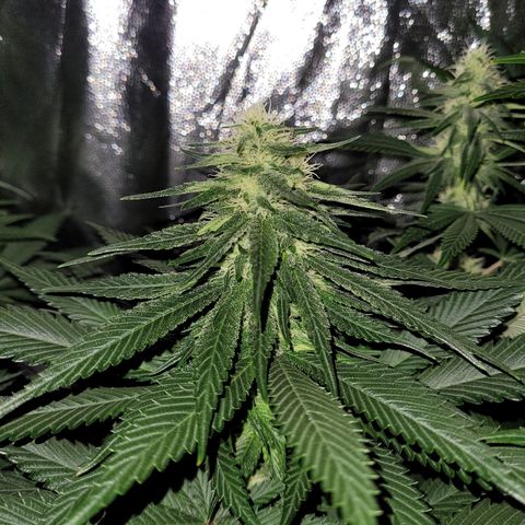 Cream caramel  growlog timeline photo