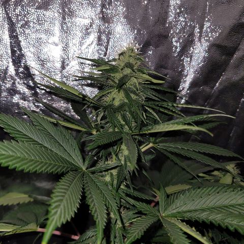 Cream caramel  growlog timeline photo