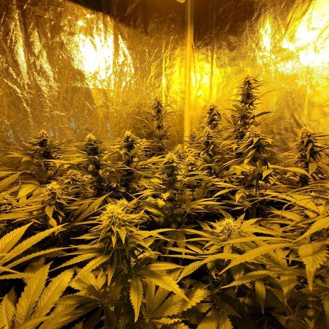 Cream caramel  growlog timeline photo