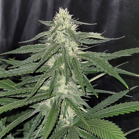 Cream caramel  growlog timeline photo