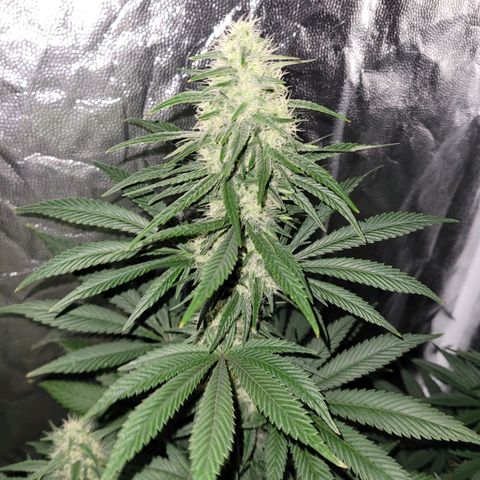 Cream caramel  growlog timeline photo