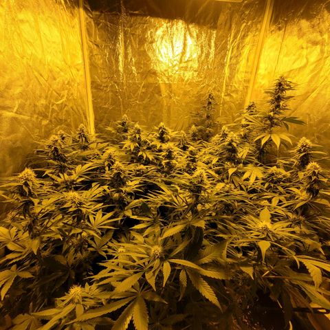 Cream caramel  growlog timeline photo