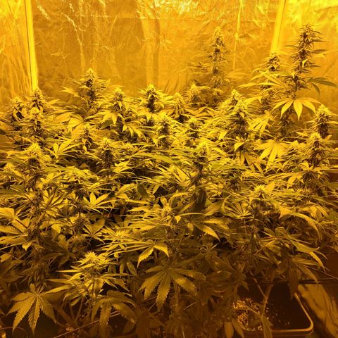 Cream caramel  growlog timeline photo