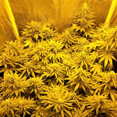 Cream caramel  growlog timeline photo