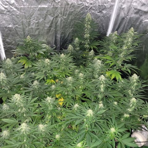Cream caramel  growlog timeline photo