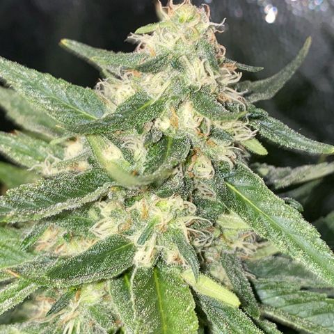 Cream caramel  growlog timeline photo