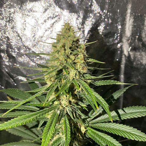 Cream caramel  growlog timeline photo