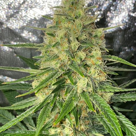 Cream caramel  growlog timeline photo