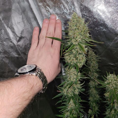 Cream caramel  growlog timeline photo