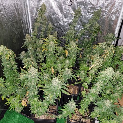 Cream caramel  growlog timeline photo