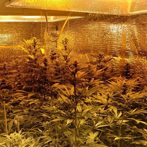 Kosher Kush "C" growlog photo: Updated pictures of grow room 