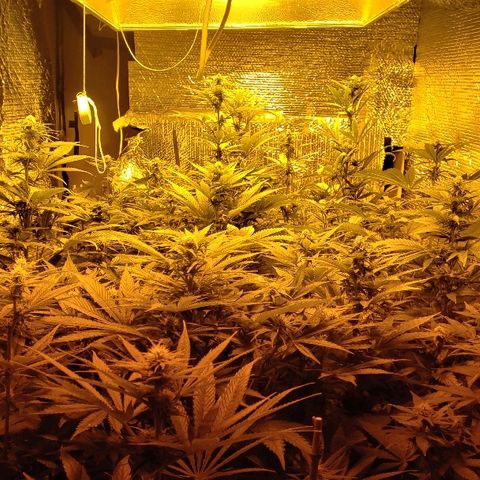 Kosher Kush "C" growlog photo: Updated pictures of grow room 