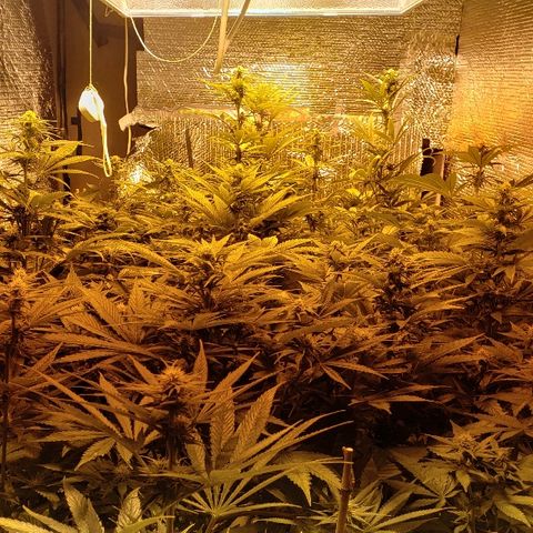 Kosher Kush "C" growlog photo: Updated pictures of grow room 
