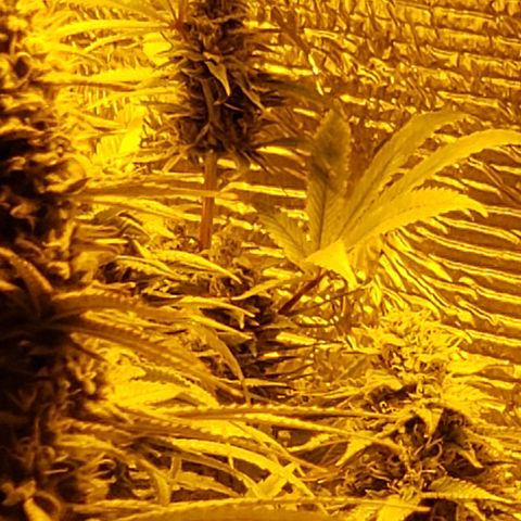 Kosher Kush "C" growlog photo: New photos