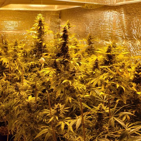 Kosher Kush "C" growlog photo: New photos