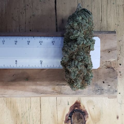 Kosher Kush "C" growlog photo: New photos