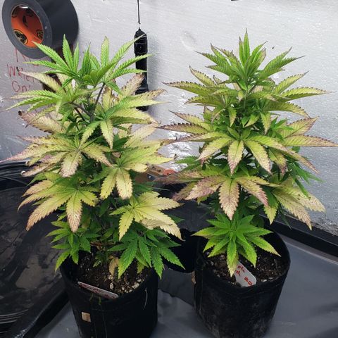 Kosher Kush "C" growlog photo: New photos
