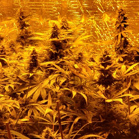 Kosher Kush "C" growlog photo: New photos