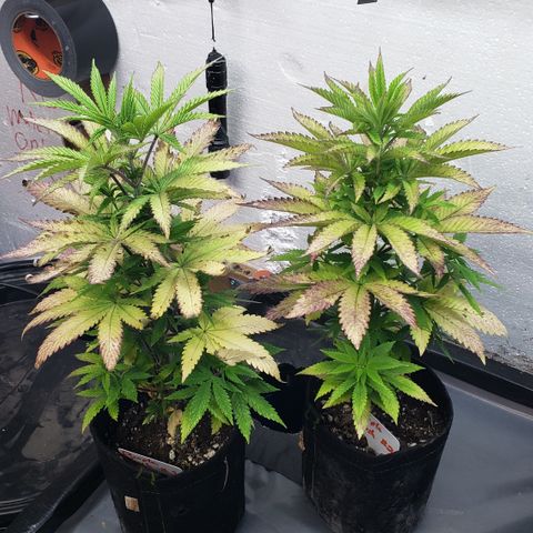 Kosher Kush "C" growlog photo: New photos