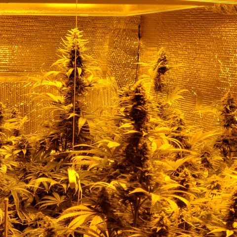 Kosher Kush "C" growlog photo: New photos