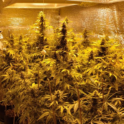 Kosher Kush "C" growlog photo: New photos