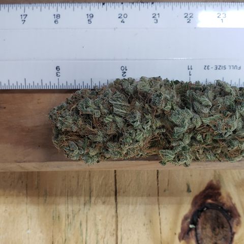 Kosher Kush "C" growlog photo: New photos