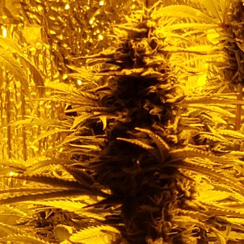 Kosher Kush "C" growlog photo: New photos