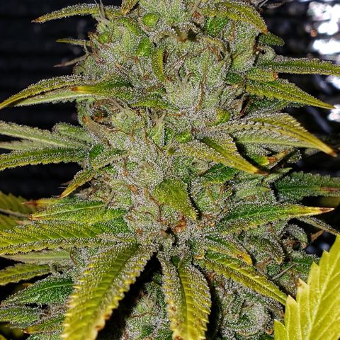 Kosher Kush "C" growlog photo: General Photo
