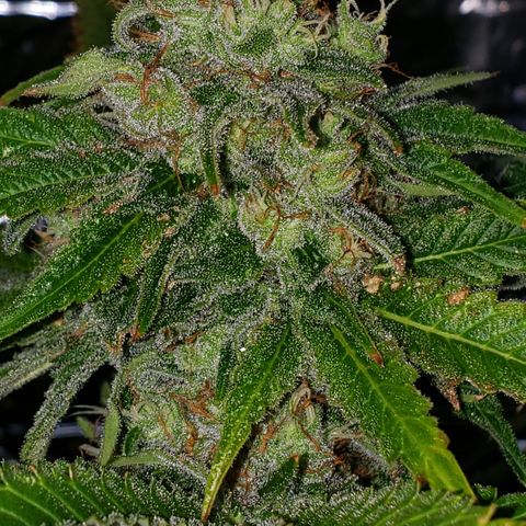 Kosher Kush "C" growlog photo: General Photo
