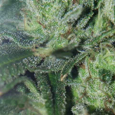 Kosher Kush "C" growlog photo: General Photo