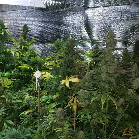 Kosher Kush "C" growlog photo: General Photo