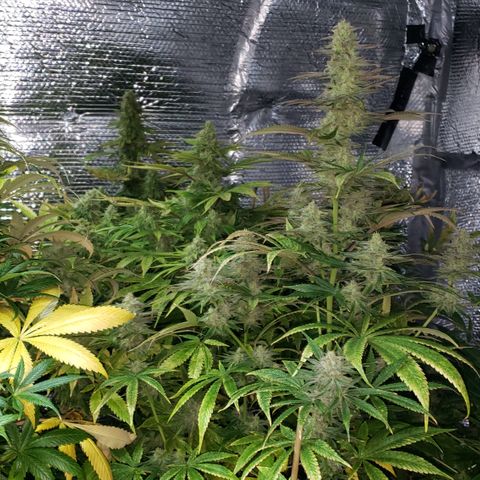Kosher Kush "C" growlog photo: General Photo