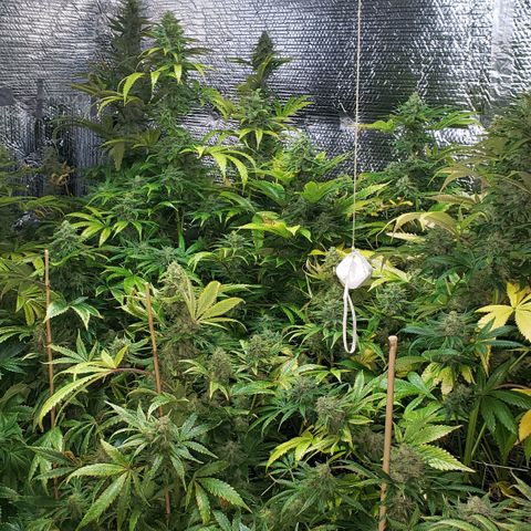 Kosher Kush "C" growlog photo: General Photo