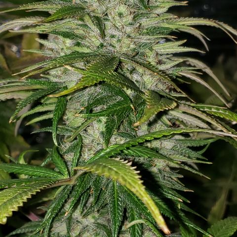 Kosher Kush "C" growlog photo: General Photo