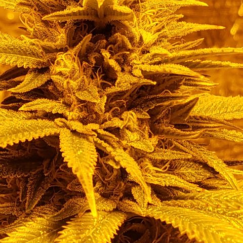 Kosher Kush "C" growlog photo: General Photo