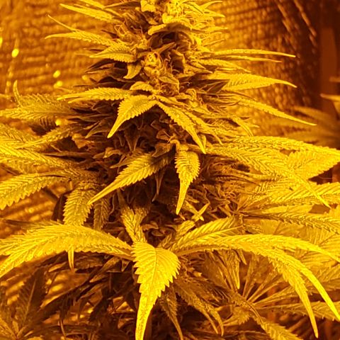 Kosher Kush "C" growlog photo: General Photo