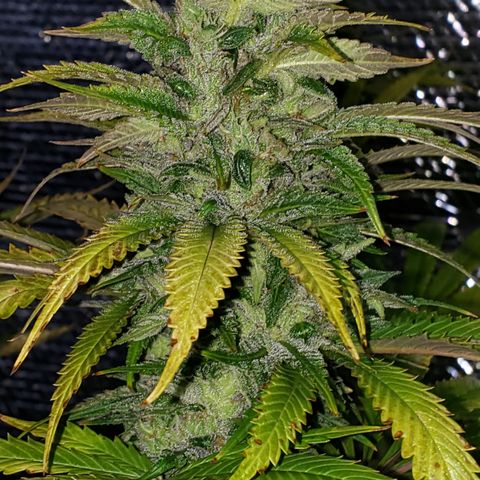 Kosher Kush "C" growlog photo: General Photo