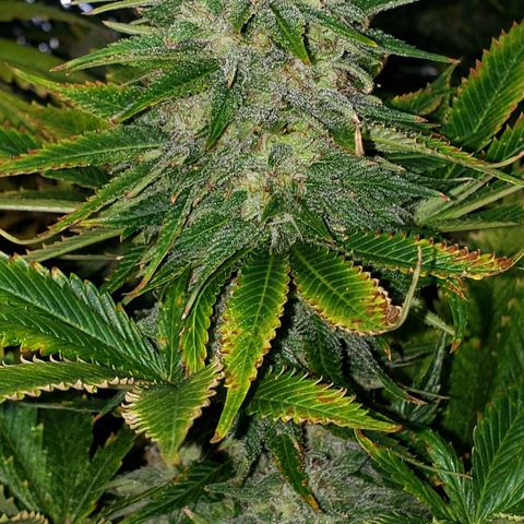 Kosher Kush "C" growlog photo: General Photo