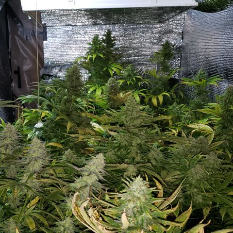 Kosher Kush "C" growlog photo: General Photo