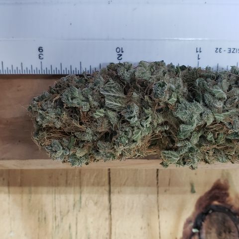 Kosher Kush "C" growlog photo: General Photo