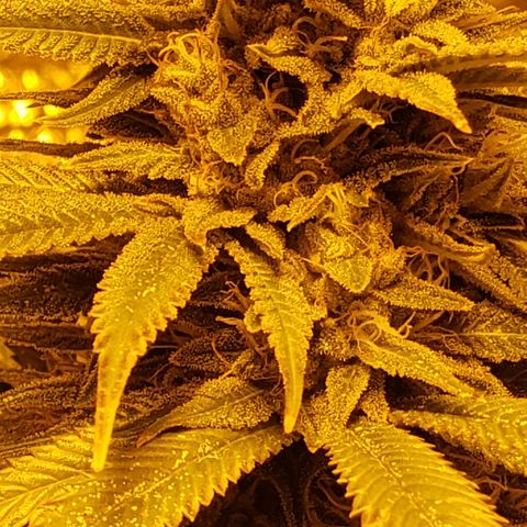 Kosher Kush "C" growlog photo: General Photo