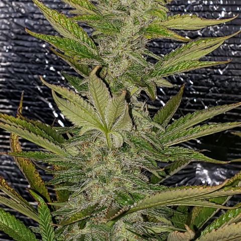 Kosher Kush "C" growlog photo: General Photo