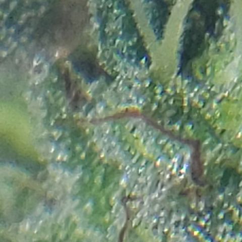 Kosher Kush "C" growlog photo: General Photo