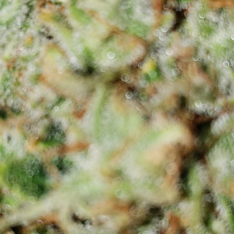 Kosher Kush "C" growlog photo: Photo updates